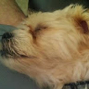 Meet your Posher, Heavenlee